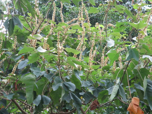 Croton gossypiifolius