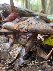 Cortinarius violaceus