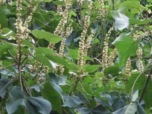 Croton gossypiifolius, photograph 2