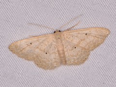 Scopula benitaria