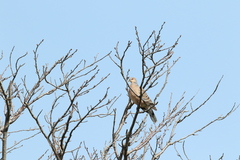 Streptopelia orientalis orientalis