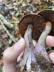Cortinarius violaceus
