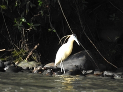 Pilherodius pileatus