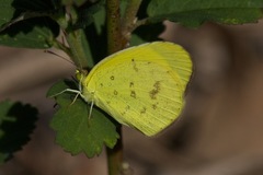 Eurema smilax