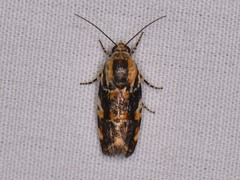 Spragueia jaguaralis