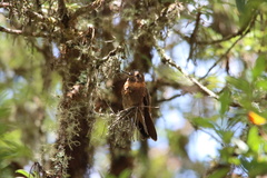 Aglaeactis cupripennis