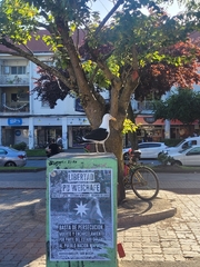 Larus dominicanus