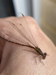 Austrolestes analis