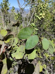 Bauhinia divaricata