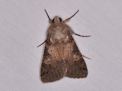 Melipotis agrotoides