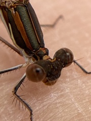 Austrolestes analis