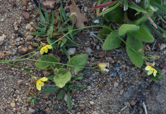 Goodenia armitiana