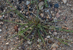 Goodenia armitiana