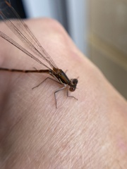 Austrolestes analis