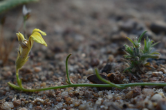 Goodenia armitiana