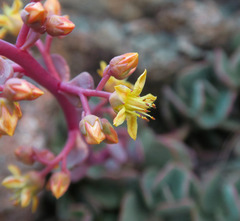 Sedum kiersteadiae