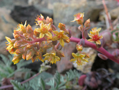 Sedum kiersteadiae
