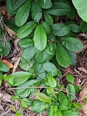 Tetracera