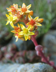 Sedum kiersteadiae