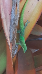 Phelsuma laticauda