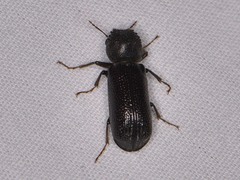 Amphicerus cornutus