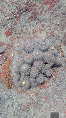 Copiapoa coquimbana