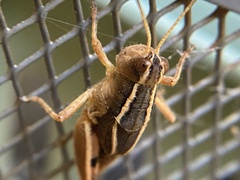 Phaulacridium crassum