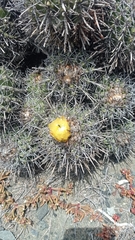 Copiapoa coquimbana