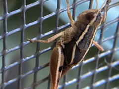 Phaulacridium crassum