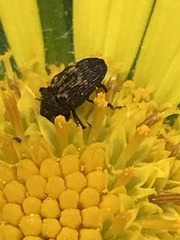 Glyptobaris lecontei