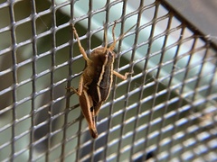 Phaulacridium crassum