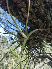 Tillandsia schiedeana
