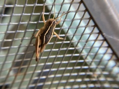 Phaulacridium crassum