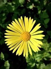 Doronicum