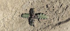 Phacelia crenulata ambigua