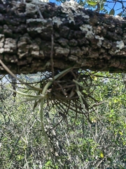 Tillandsia schiedeana