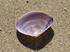 Austromactra contraria