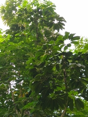 Heptapleurum actinophyllum