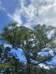 Pinus elliottii densa