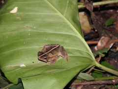 Rhinella margaritifera