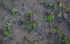 Pterocaulon ciliosum