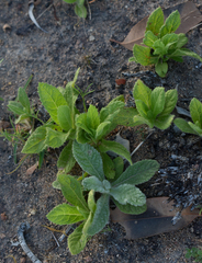 Pterocaulon ciliosum
