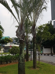 Dypsis decaryi
