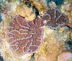 Mycetophyllia