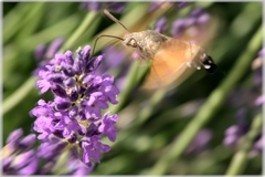 Macroglossum stellatarum