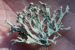 Ramalina canariensis