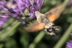 Macroglossum stellatarum
