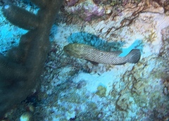 Cephalopholis cruentata