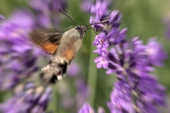 Macroglossum stellatarum