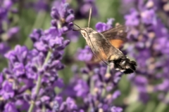 Macroglossum stellatarum